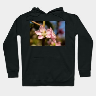 9315 apple ll Hoodie